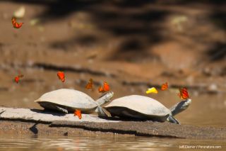 In fact, the turtles — blinded and drowning in butterfly kisses — are sometimes easier to photograph than unadorned animals, which may be able to spot an approaching photographer more easily. The photos were taken by Jeff Cremer, marketing director for Ra