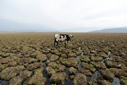 A cow is seen on land that used to be filled with water, at the Aculeo Lagoon in Paine, Chile.