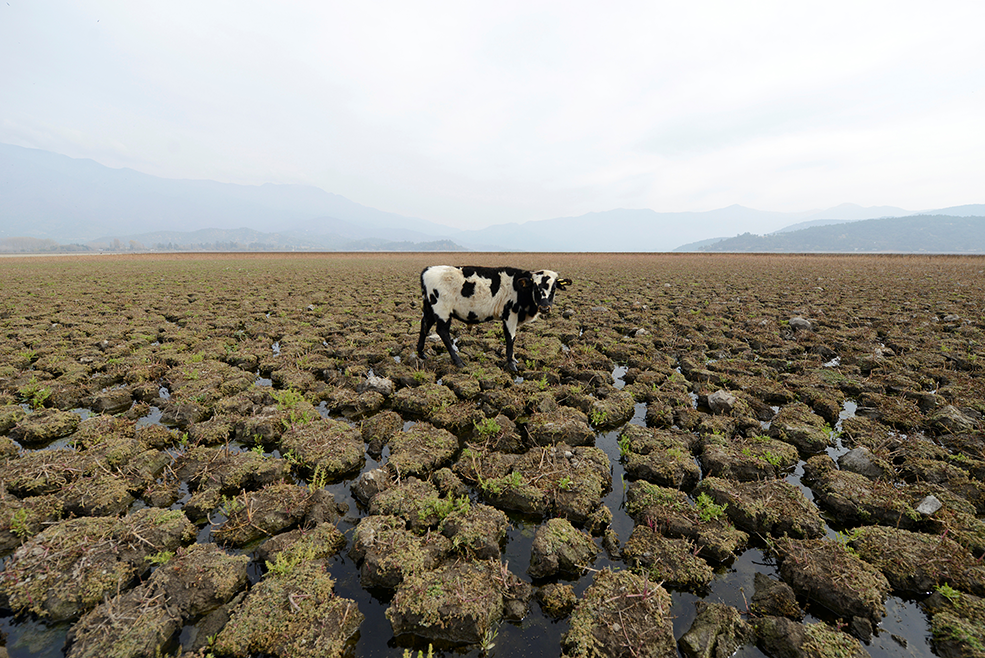 A cow is seen on land that used to be filled with water, at the Aculeo Lagoon in Paine, Chile.