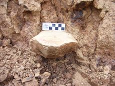 Hominin tool discovered in China.