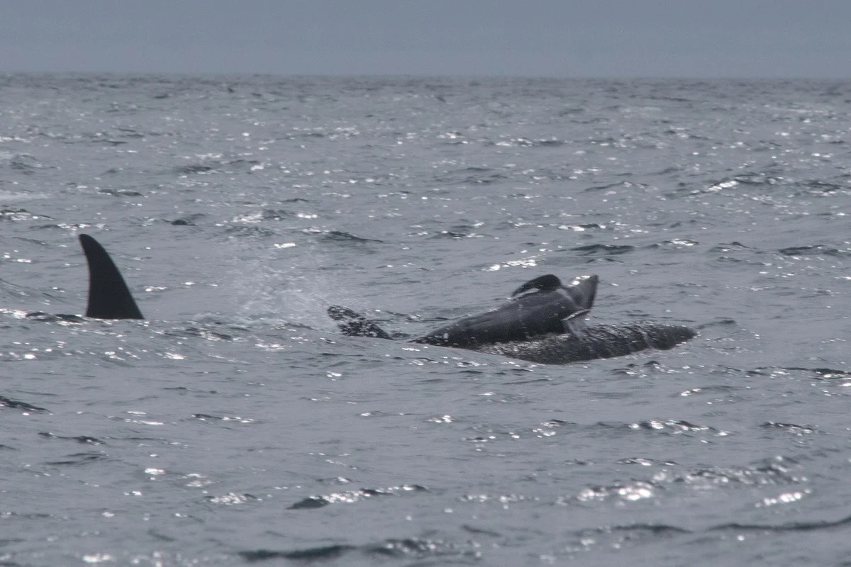 a photo of a young pilot whale swimming on the back of a killer whale