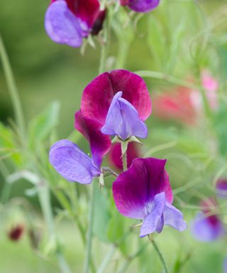 Sweet pea ‘Matucana’ flowers