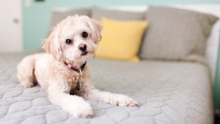 Why does my dog pee on my bed? Dog lying on bed