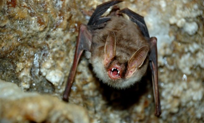 Bat