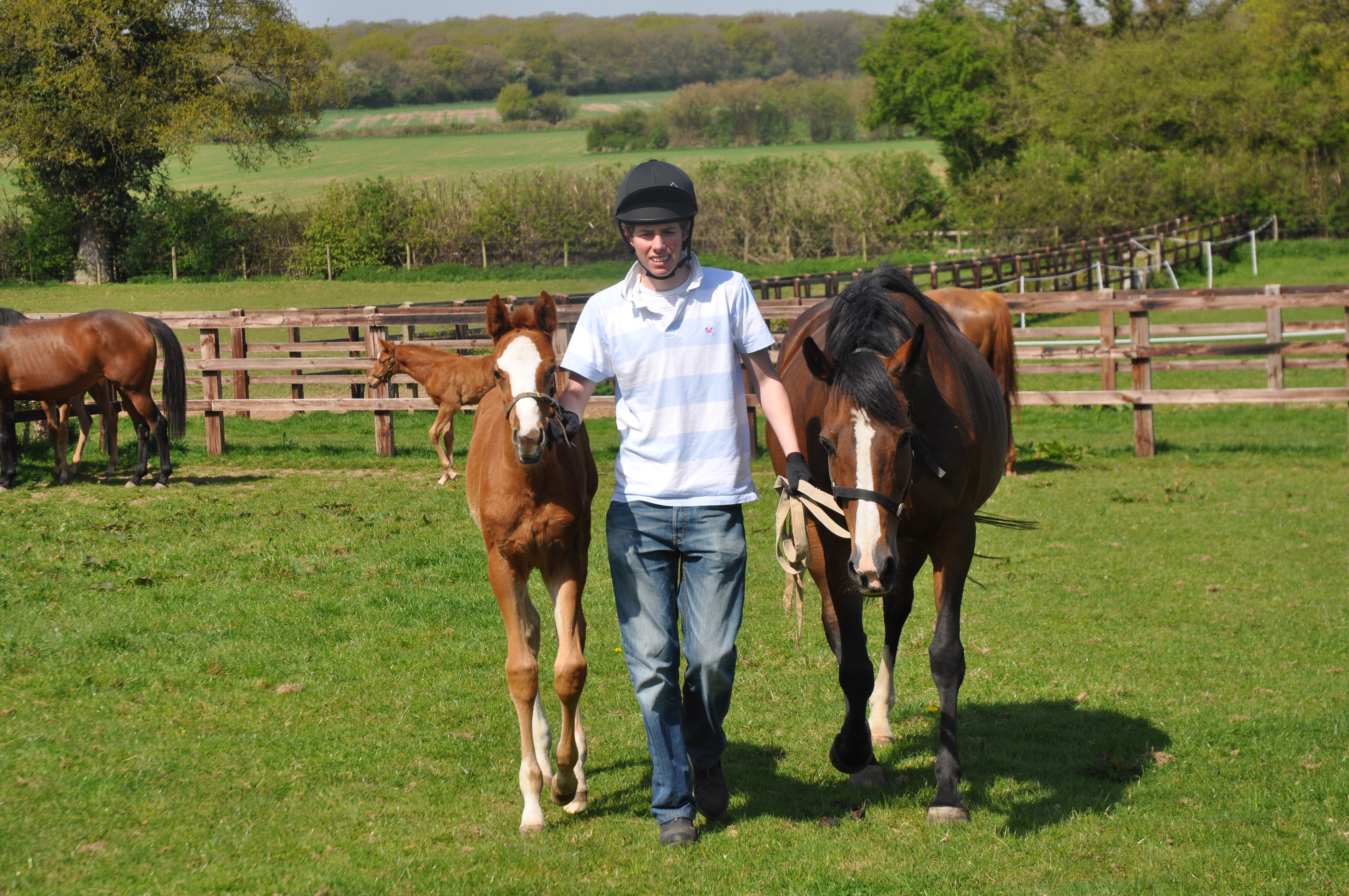 Oxford Brooks University foal