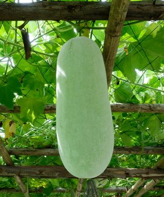 Winter melon hanging from a trellis