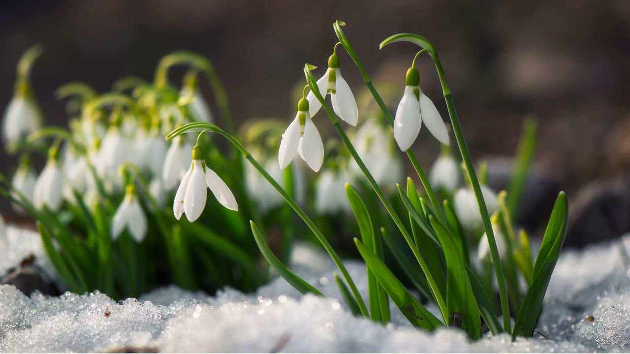 how to protect plants from snow - snowdrops