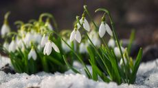how to protect plants from snow - snowdrops