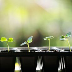 Seedlings growing in a tray