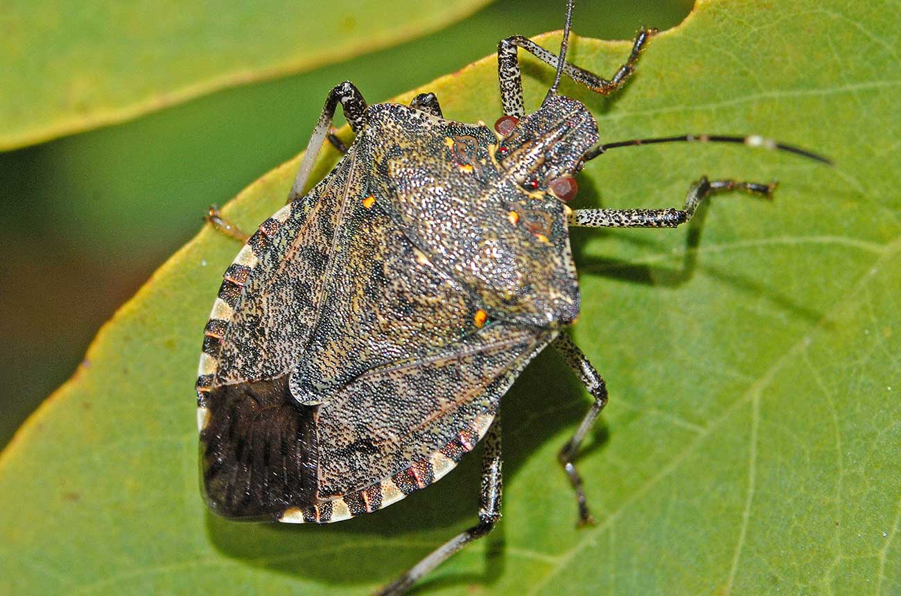 brown marmorated stink bug found in UK