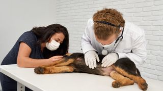 Nurse and vet attending to German Shepherd puppy