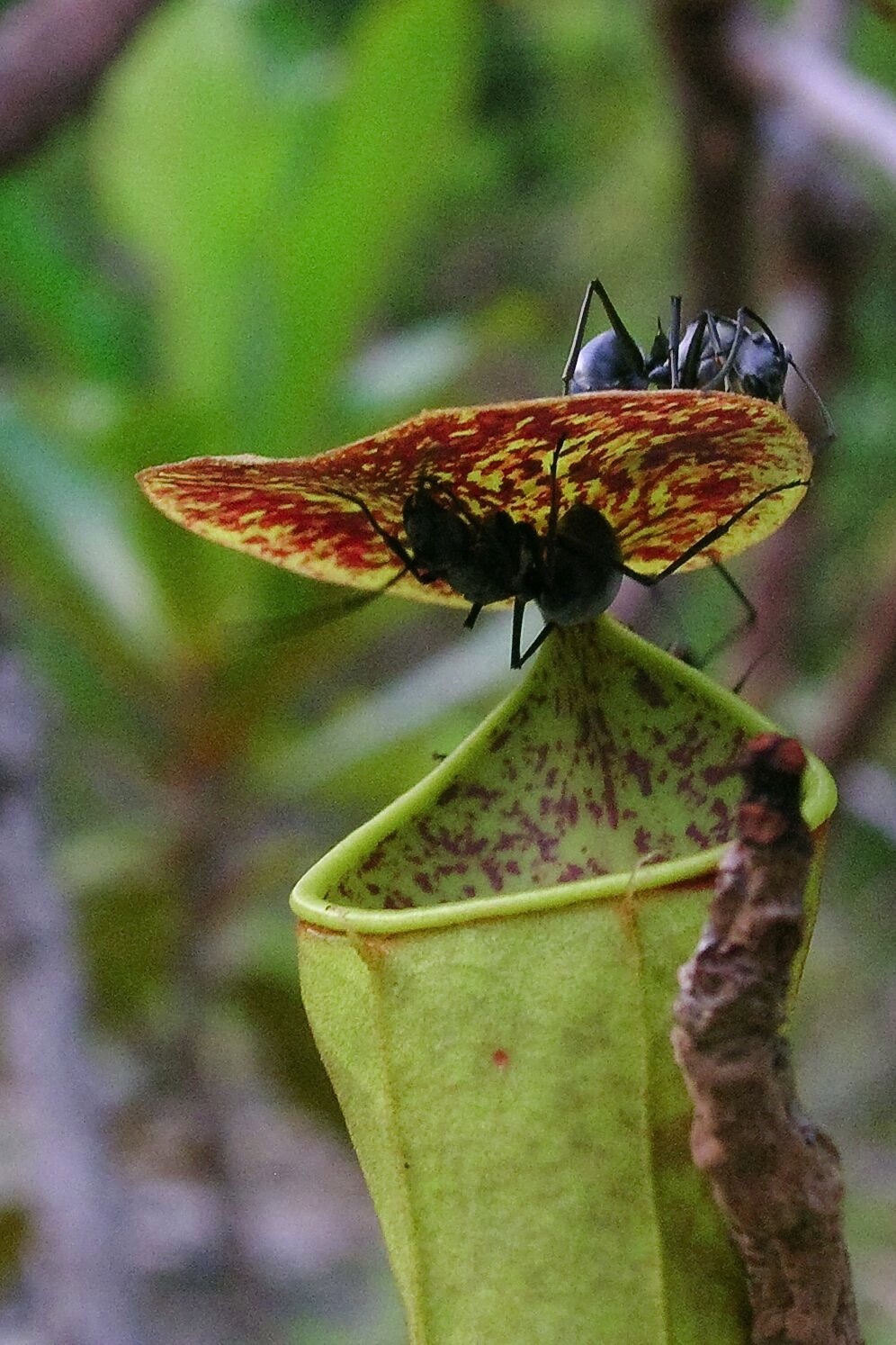 pitcher plant eating