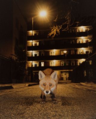 Urban fox in London