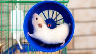 Hamster wheel