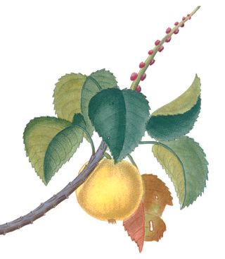 illustration of the fruit of the manchineel tree