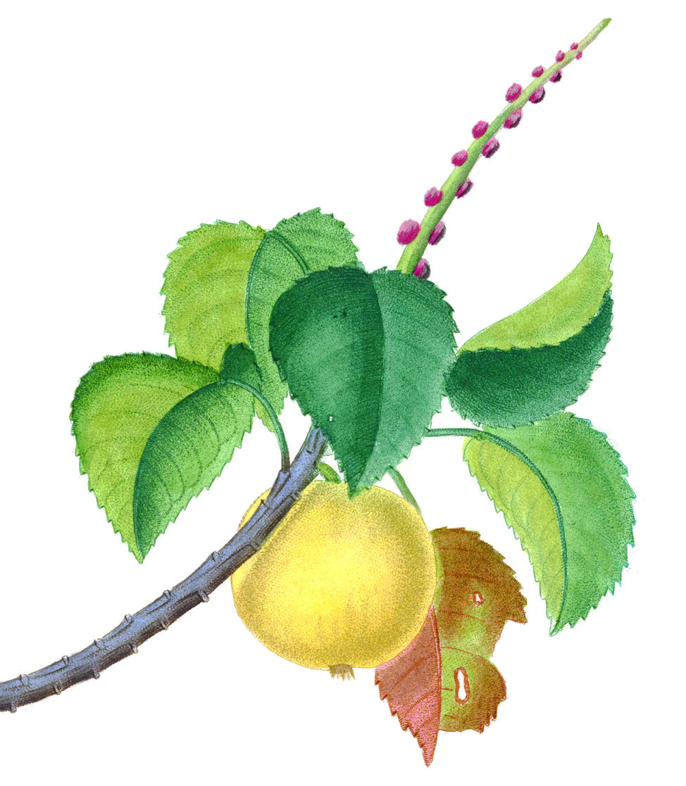 illustration of the fruit of the manchineel tree