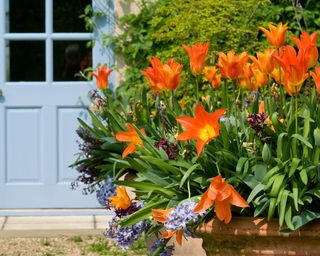 tulips planted in a terracotta pot near a doorway