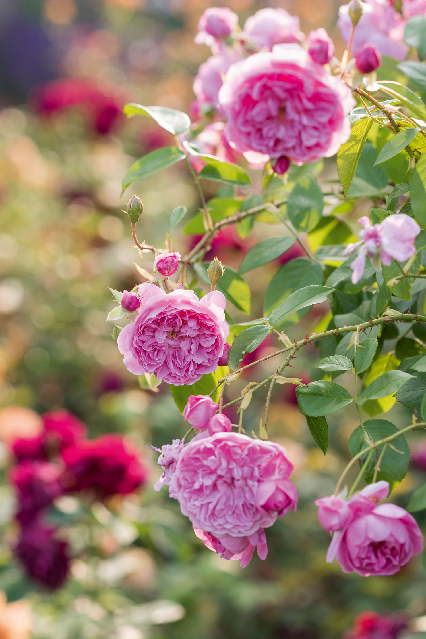 The gardens at Dummer House in Hampshire