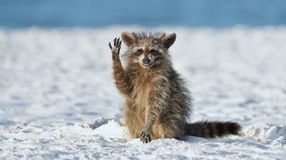 A raccoon raises one paw in greeting on a white-sand beach.
