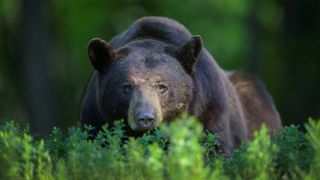 Black bear in low scrub