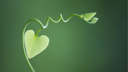 A heart-shaped leaf on a growing plant.