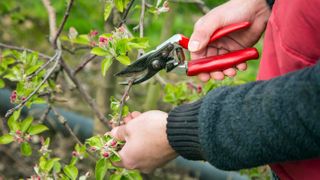 A man pruning an apple tree in the garden