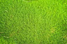 zoysia