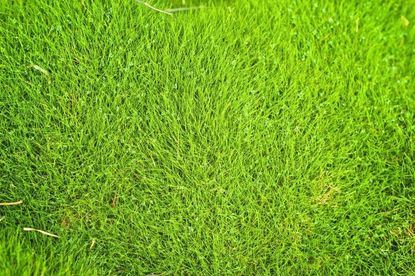 zoysia