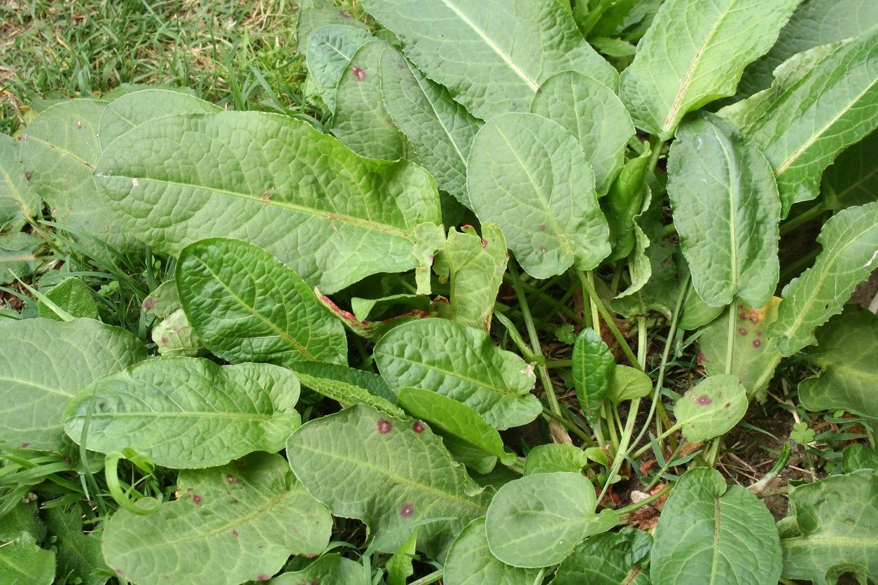 Curly Dock Plants In Garden