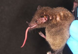 A tube-lipped nectar bat (Anoura fistulata) found in Bolivia. The bat has the longest tongue relative to its size of any mammal.
