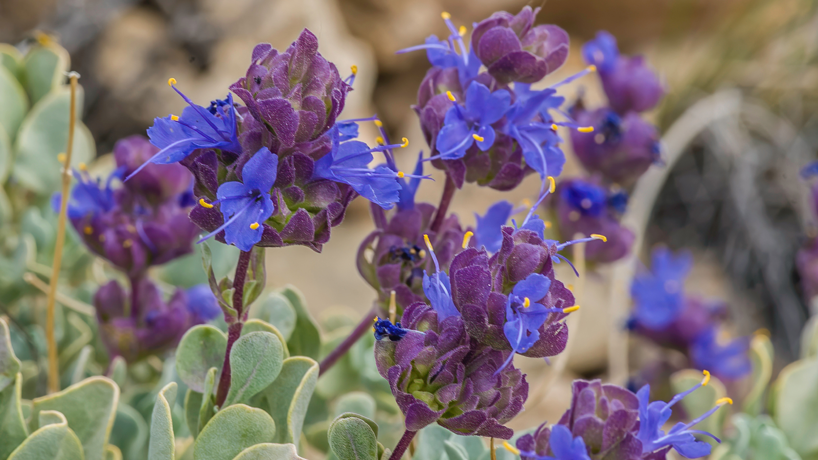 Closeup of purple sage flowers
