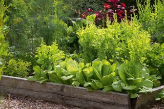 Leigh Clapp lettuce in raised bed