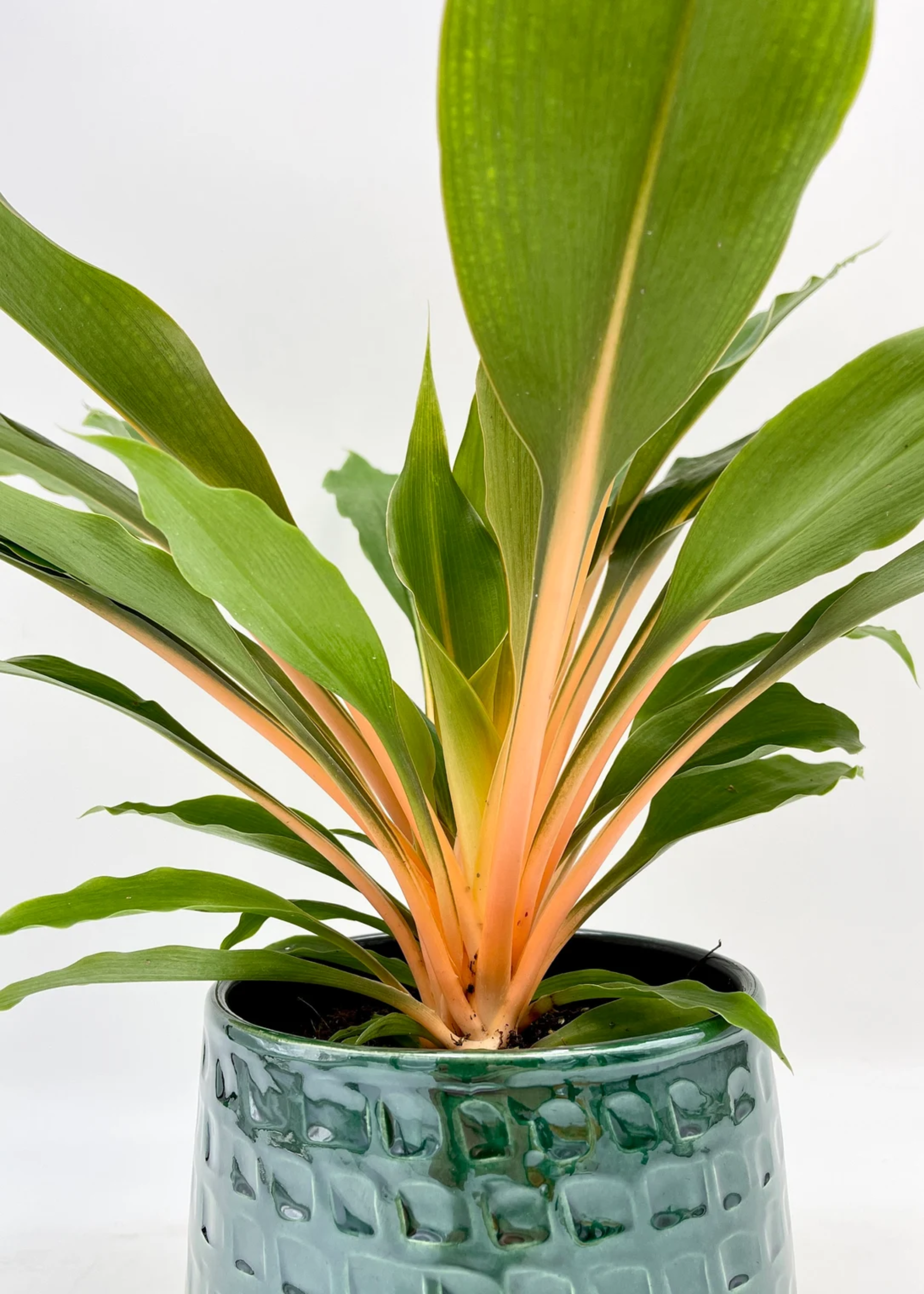 A close-up of a Chlorophytum Orchidastrum Green Orange spider plant