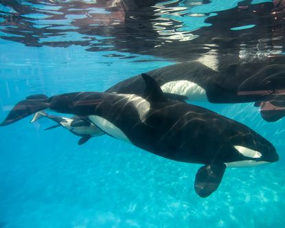 SeaWorld killer whales.