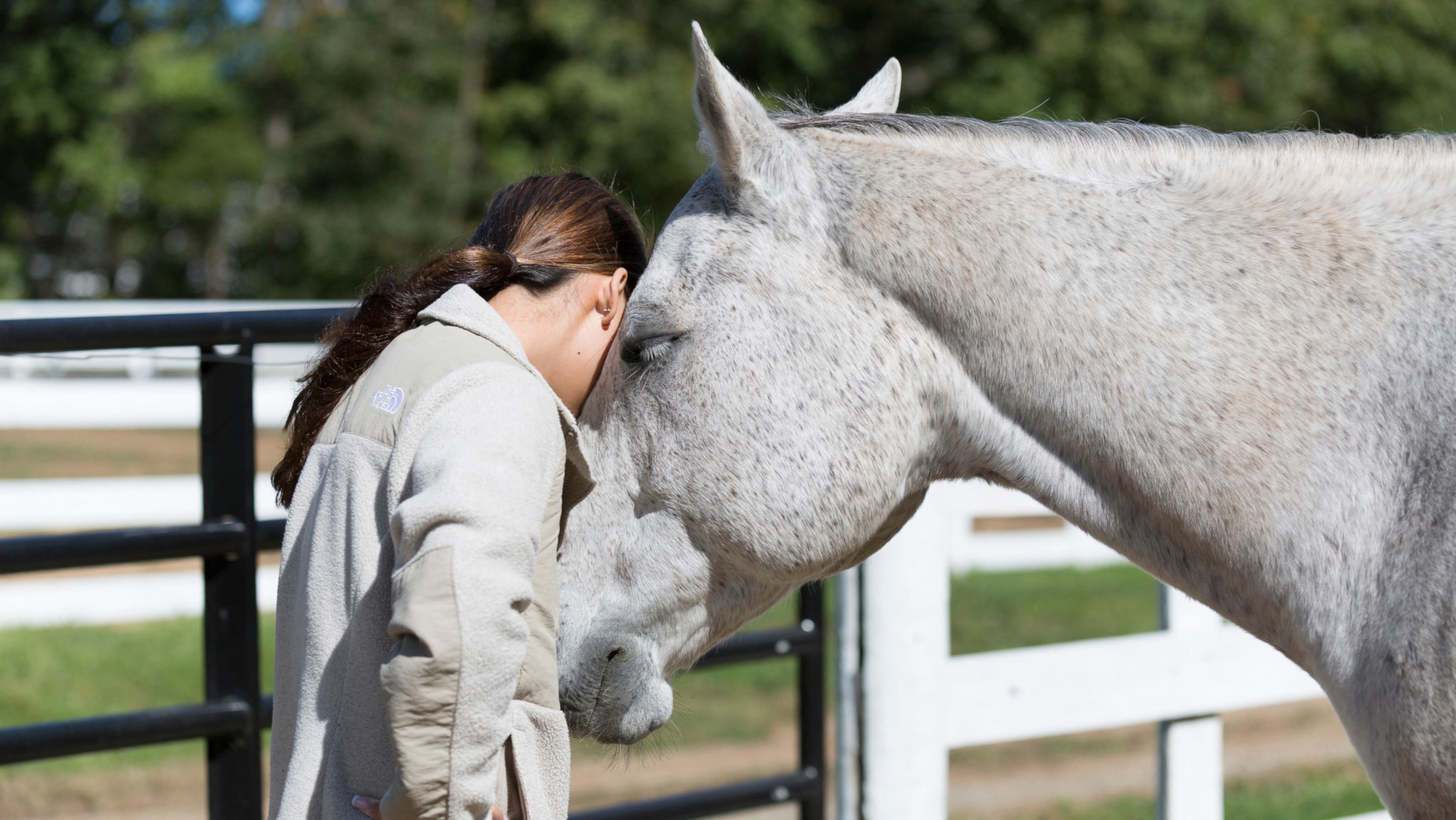 Pictured a person having an equine-assisted therapy session with a horse.