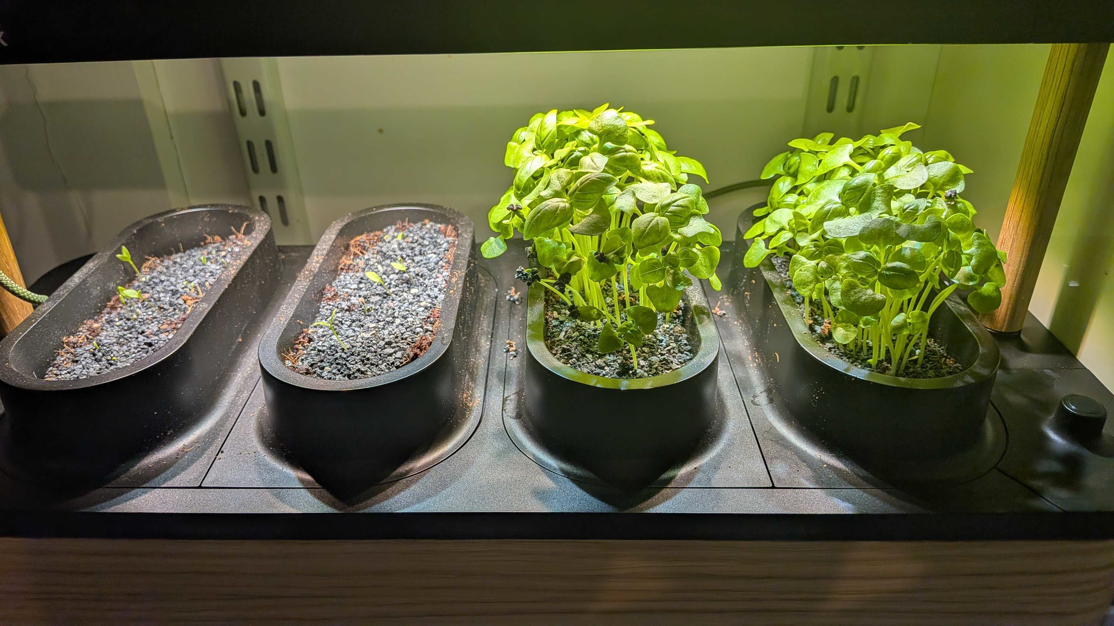 Growing herbs in the Auk Mini 2