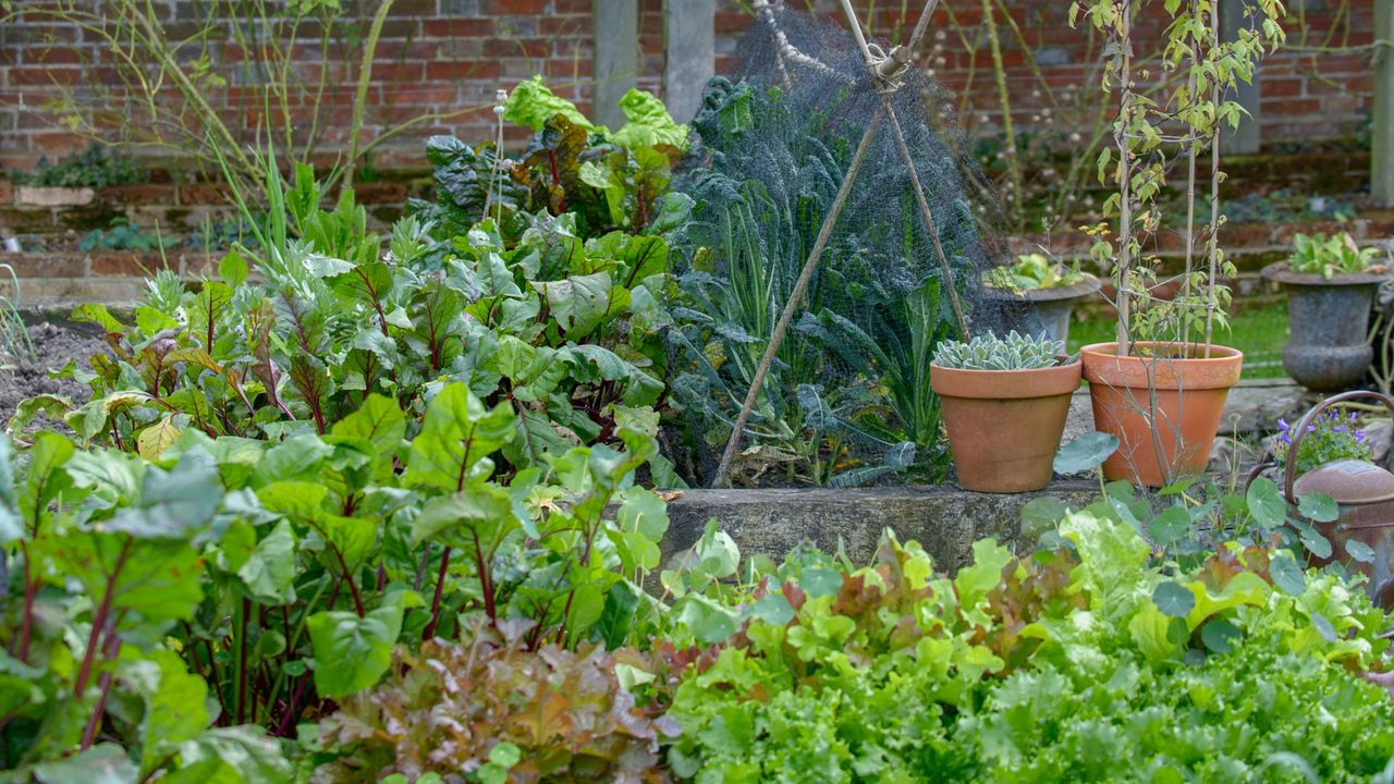 Beetroot and other vegetable plants growing in vegetable garden