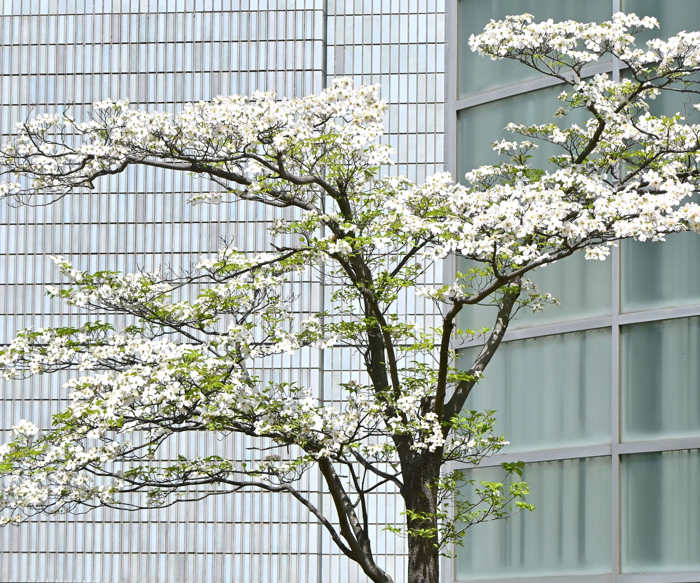 dogwood tree with white flowers