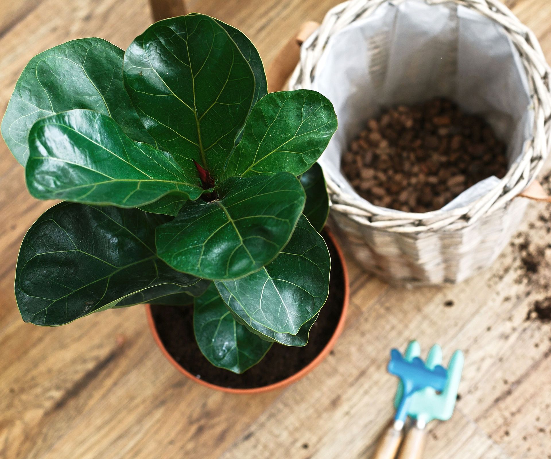 fiddle leaf fig plant about to be repotted shown from above with white pot and planting tools