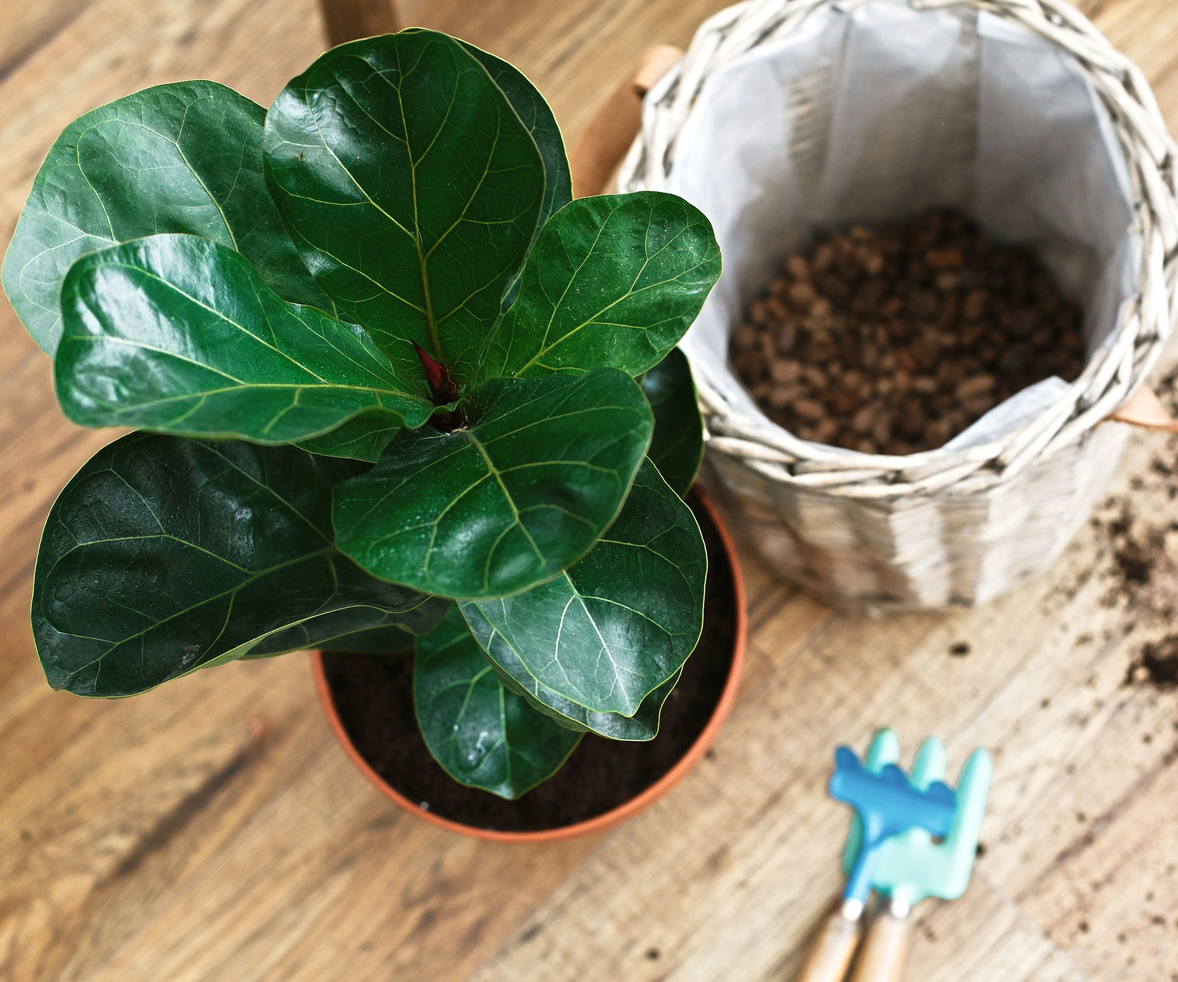 fiddle leaf fig plant about to be repotted shown from above with white pot and planting tools