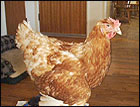 chicken5.jpg