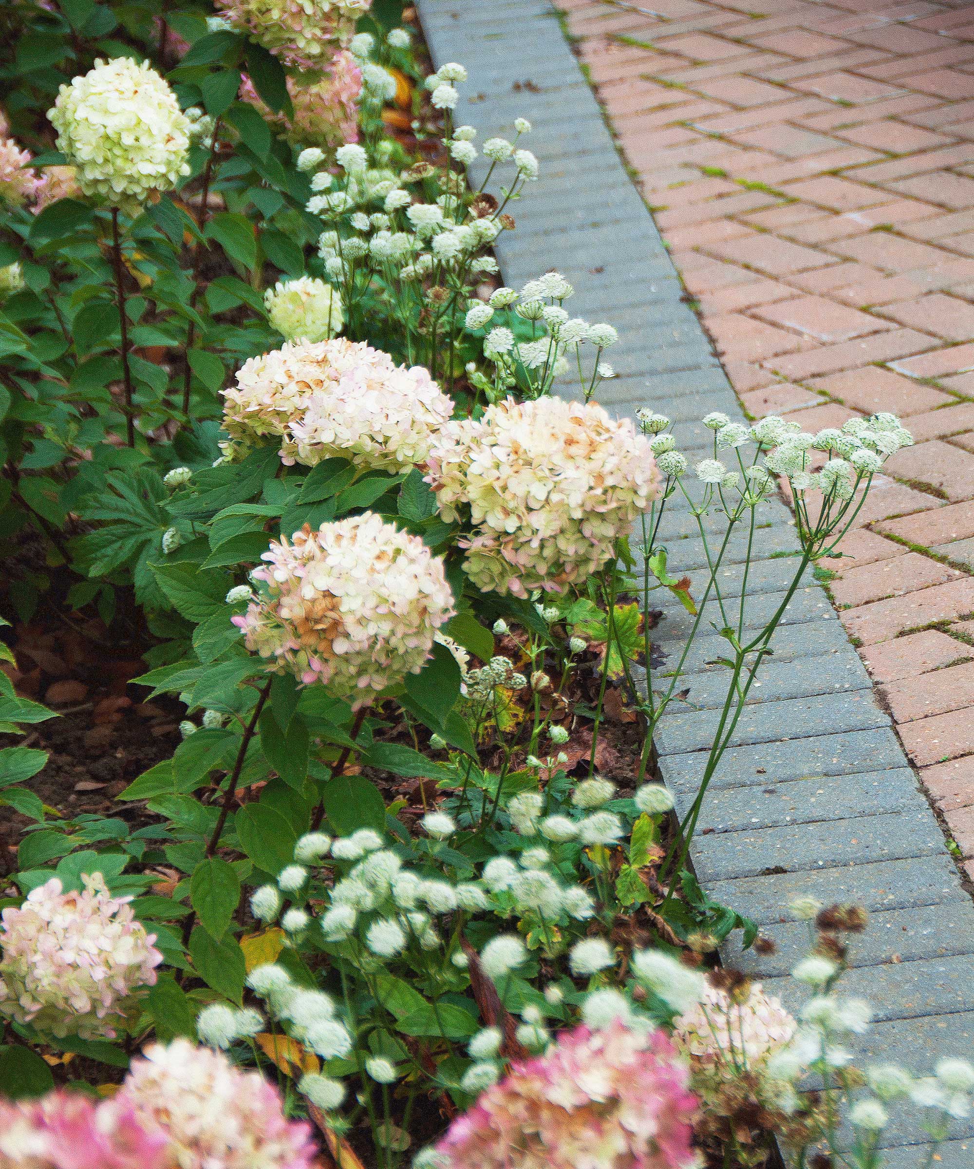 hydrangeas and astrantias alongside driveway