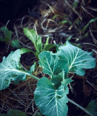 winter cabbage in mulched bed