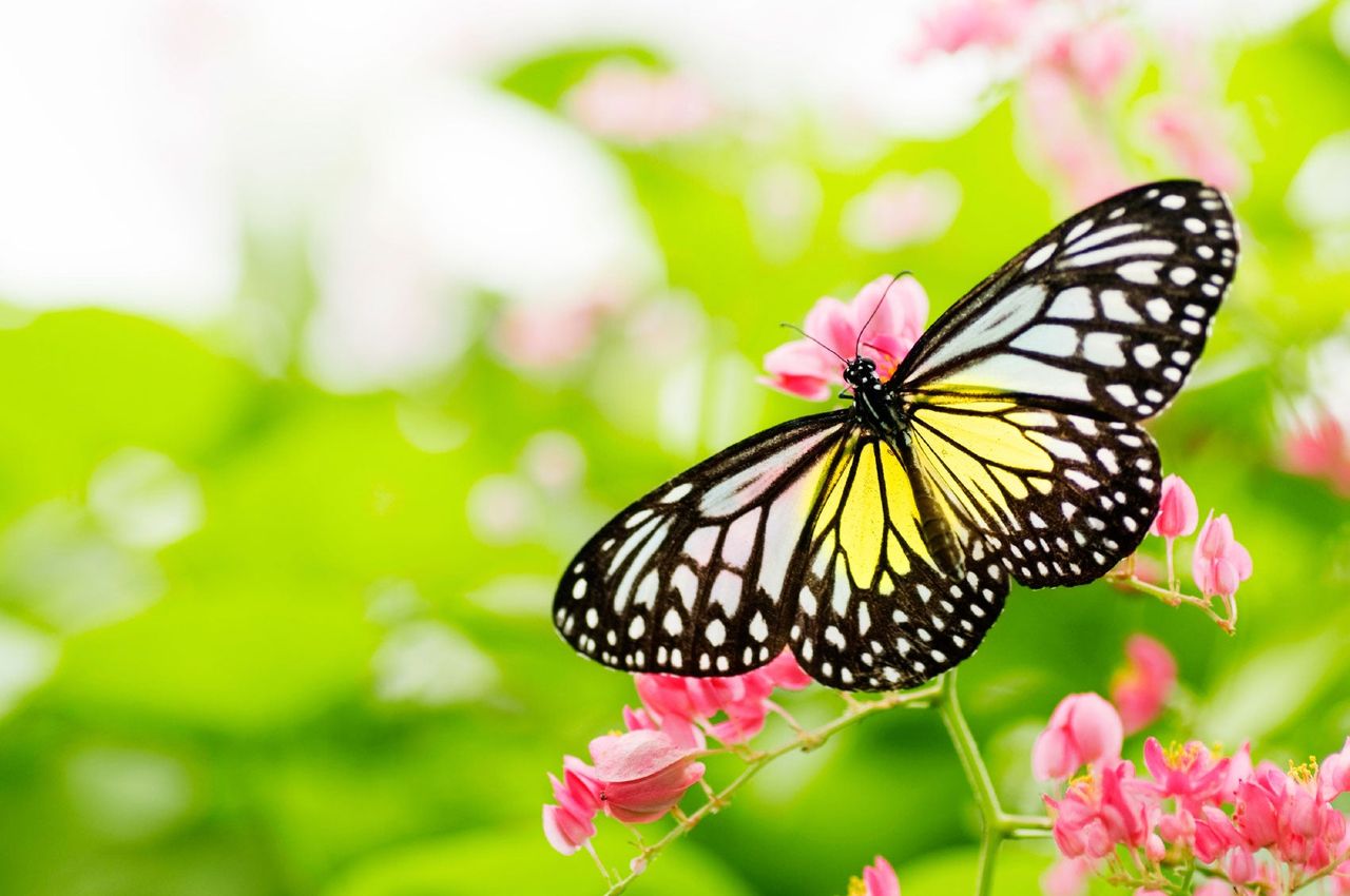 Beautiful Butterfly On Plant In Garden