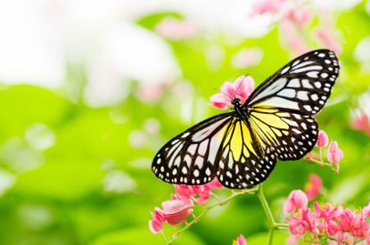 Beautiful Butterfly On Plant In Garden