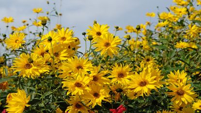 Knowing how to prune perennial and annual sunflowers will keep them thriving for months