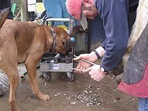 Farrier-Dog.jpg