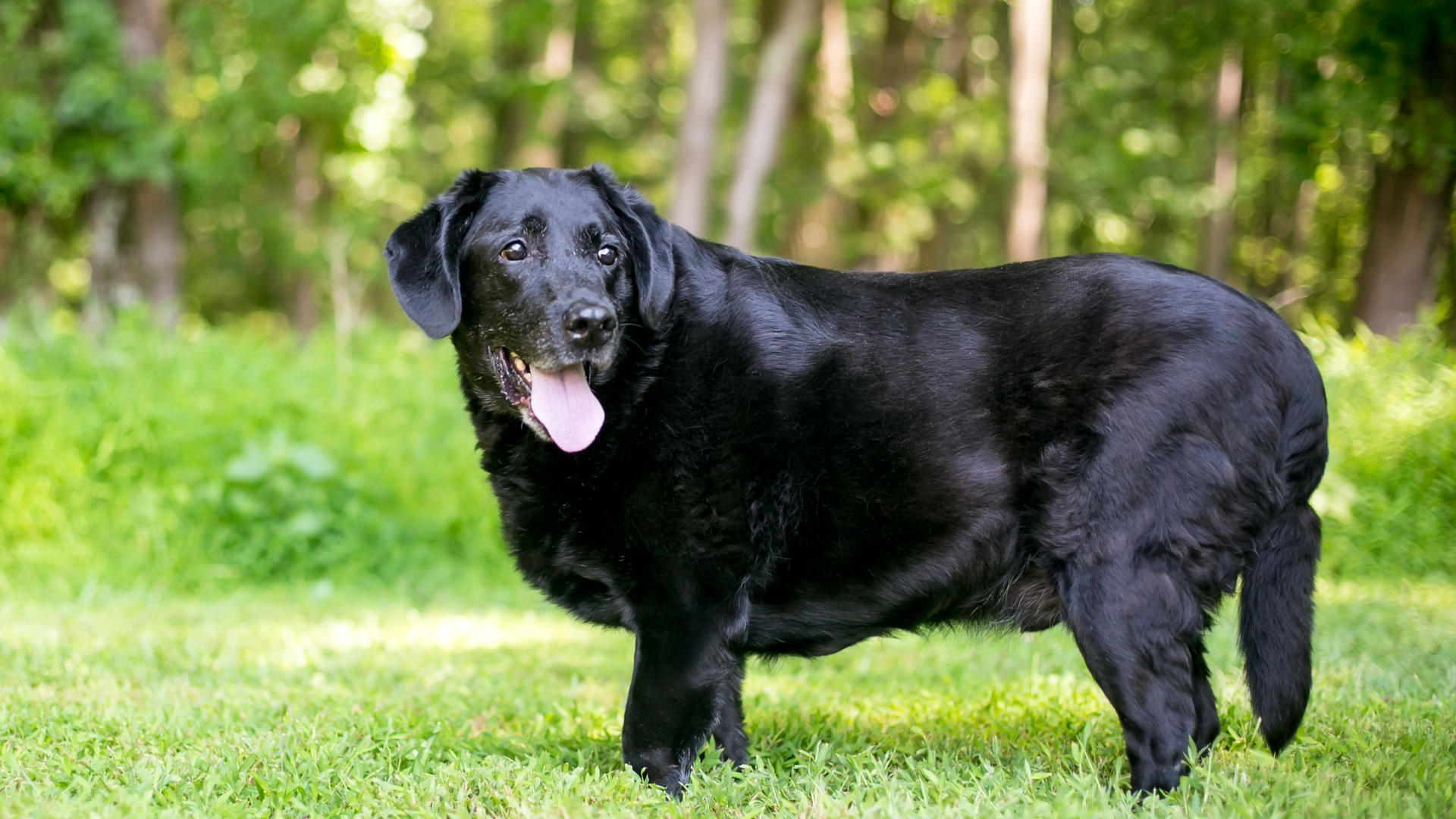 A large black labrador standing in a field