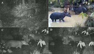 Camera trap images show tapirs feeding in an area of the Peru rainforest contaminated by an oil spill. Oil was found in animal feces in the same area.