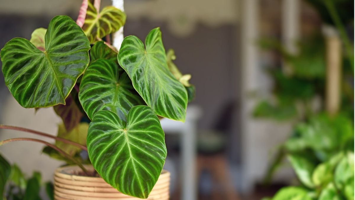 Comment prendre soin d’un philodendron 